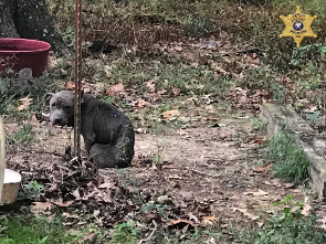 NPSO: NORTH NATCHITOCHES PARISH WOMAN ARRESTED IN ANIMAL CRUELTY CASE ...